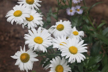 Selective focus of white levanthemum flowers in the garden, daisy with nature flower background.