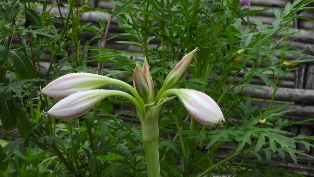 meadow crinum white flower - green .