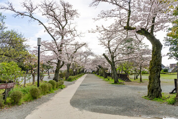 神奈川県小田原市　小田原城(桜シーズン)