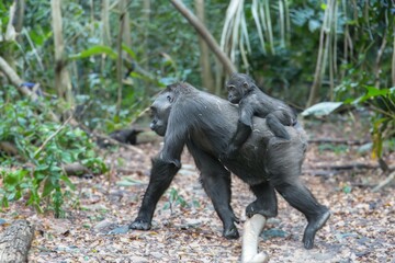Obraz premium Gorilla in its natural . portrait of a large black gorilla.