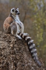 Naklejka na ściany i meble .Wild lemur in nature.