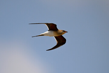 Obraz premium Collared pratincole // Rotflügel-Brachschwalbe (Glareola pratincola) - Axios Delta, Greece