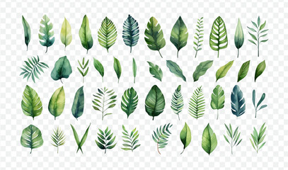 Tropical leaf, palm, monstera, exotic plant isolated vector illustration