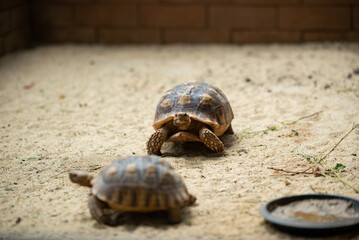 Sucata tortoise on the ground