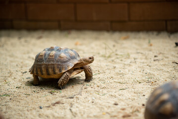 Sucata tortoise on the ground
