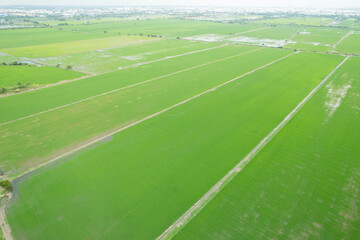 Obraz premium aerial view from flying drone of Field rice with landscape green pattern nature background, top view field rice