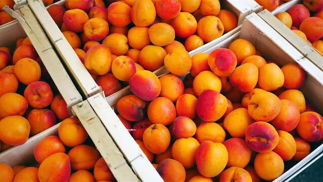 Frech organic crates of peaches, nectarines on local farmers market