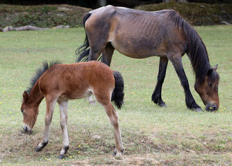 Beautiful wild horses in New Forest in Dorset in United Kingdom