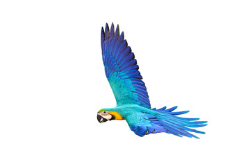 Gracefully flying parrot isolated on transparent background png file