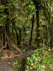 The beautiful Costa Rica Rainforest, waterfalls and blue river in the middle of the jungle 