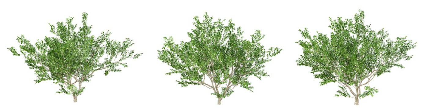 Green annona squamosa fruit tree on transparent background, png plant, 3d render illustration.