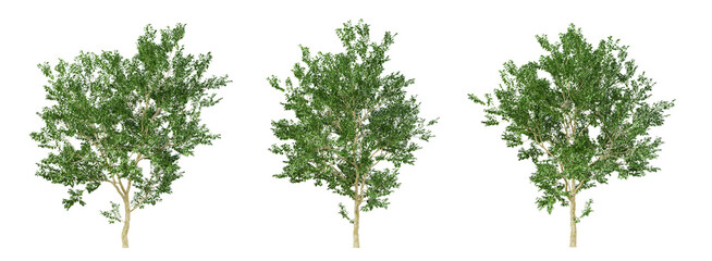 Green annona squamosa fruit tree on transparent background, png plant, 3d render illustration.