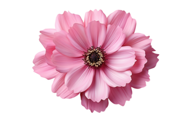 Pink flower blooming isolated on transparency background.