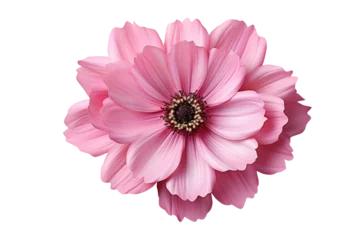  Pink flower blomming isolated on transparency background. Generative Ai © Areerat