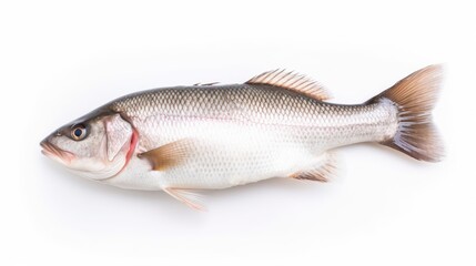 Fototapeta premium A fresh sea bass fish isolated on white background. Sea bass fish. Generative Ai