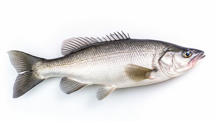 Fototapeta premium A fresh sea bass fish isolated on white background. Sea bass fish. Generative Ai