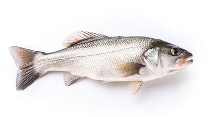 A fresh sea bass fish isolated on white background. Sea bass fish. Generative Ai