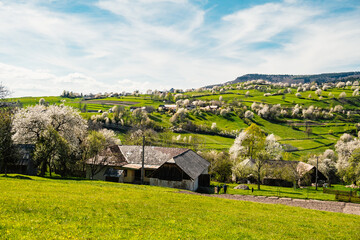 Spring Slovakia landscape. Nature fields with blooming cherries. Unique ecological land management. Polana region, Hrinova, Slovakia Europe. © Zedspider