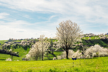 Spring Slovakia landscape. Nature fields with blooming cherries. Unique ecological land management. Polana region, Hrinova, Slovakia Europe. © Zedspider