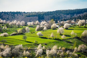 Spring Slovakia landscape. Nature fields with blooming cherries. Unique ecological land management. Polana region, Hrinova, Slovakia Europe. © Zedspider