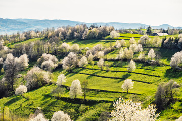 Spring Slovakia landscape. Nature fields with blooming cherries. Unique ecological land management. Polana region, Hrinova, Slovakia Europe. © Zedspider