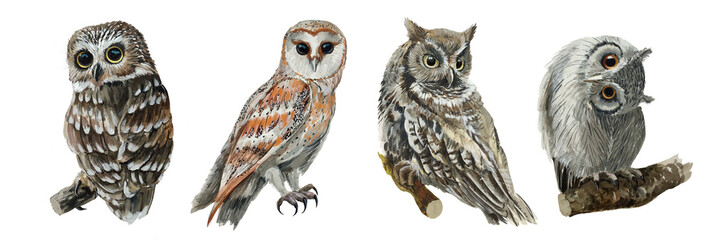 Set owls isolated on white