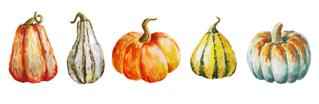set of watercolor painted pumpkins 
