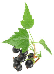 Ripe black currant with green leaves isolated on a white background. Blackcurrant on the branch.