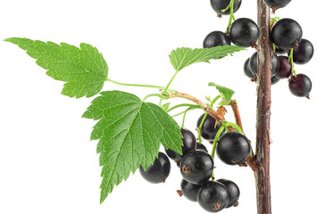 Ripe black currant on branch isolated on a white background. Blackcurrant on the branch.