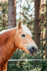 Fototapeta premium Junge Haflinger Stute, bester Freund