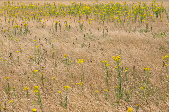Yellow flowers of ragwort in a field of dried brown grass