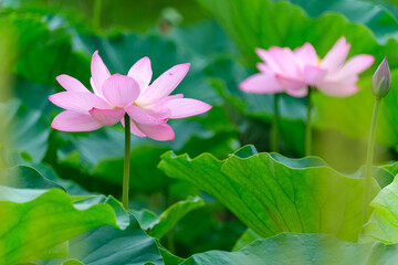 Fototapeta premium 古代蓮の陽差し