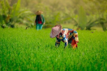 Indonesian Farmer cleaning Ricefield from wild grass in Ricefield (petani Indonesia ngarambet di sawah) in day time