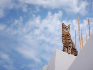 cats lie on roofs of the white-walled houses of city of Lindos. Stray or Feral Cats in islandf...
