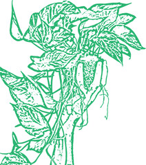 A green outline of a plant