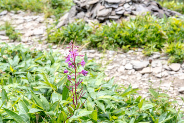 Willow orchid in Utsukushigahara Plateau