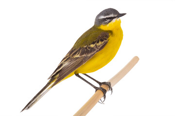 Western Yellow Wagtail isolated on white background