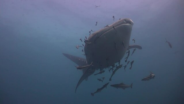 Whale shark (Rhincodon typus) swims from left to right, turns above the camera, then the camera follows closely behind its tail.