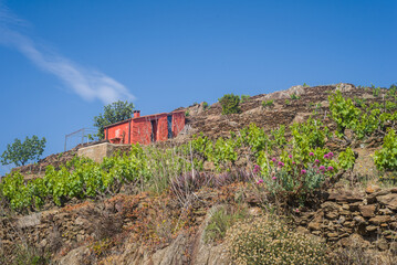 Agriculture en terrasse. Agriculture méditerranéenne. Vignoble de Collioure. Vignes du Languedoc Roussillon. Maisonnette orange dans les vignes. 