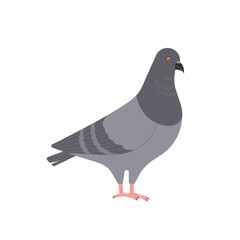 pigeons in the city. Realistic hand drawn style illustration.