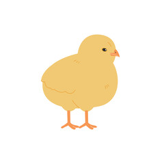 Cute baby chick. Realistic hand drawn style illustration.