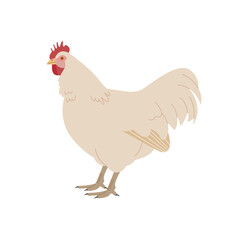 White kind of chicken. Realistic hand drawn style illustration.