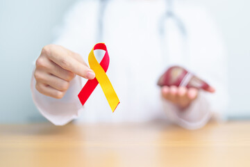 Doctor with Red and Yellow ribbon and human Liver anatomy model. World hepatitis day, 28 July,...