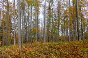 Beautiful fall season beech tree forest landscape. 