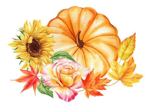 Pumpkins and flower on an isolated white background. Watercolor illustration, hand drawing pumpkin. Autumn art