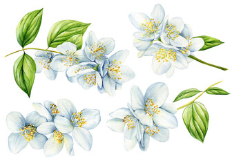 Fototapeta na wymiar White flower, jasmine flowers isolated on white background. watercolor floral illustrations for invitation, card, design
