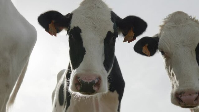 A close-up view of curious black and white dairy cows standing together in a green field under a bright sky, their faces turned toward the camera, expressing calm curiosity and gentle farm life.