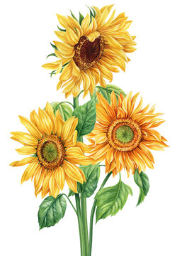 Watercolor Sunflowers on an isolated white background, watercolor botanical painting, bouquet of yellow flowers