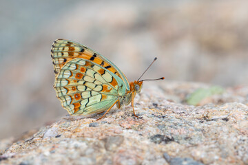 Obraz premium big butterfly on the ground, Niobe Fritillary, Argynnis niobe