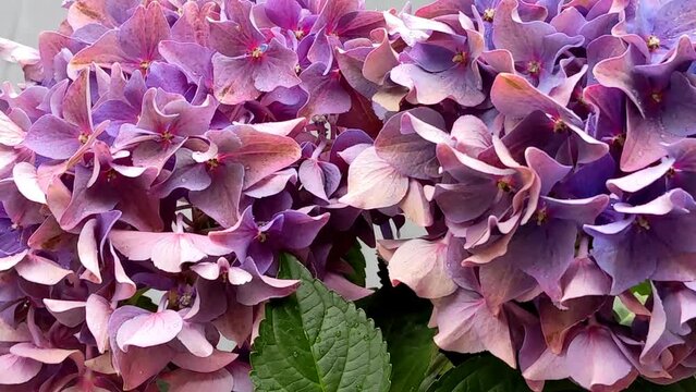 Purple hydrangea flowers. Balcony flowers. Hydrangea macrophylla, flowers
